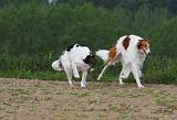 BARZOI 004